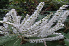 Colebrookea oppositifolia